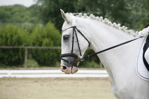 Портрет красивого сірого вишуканого коня під час роботи — стокове фото