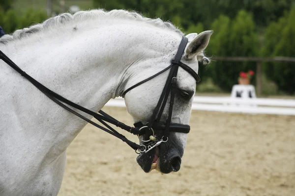 Vista laterale ritratto di un bellissimo cavallo dressage grigio durante il lavoro — Foto Stock