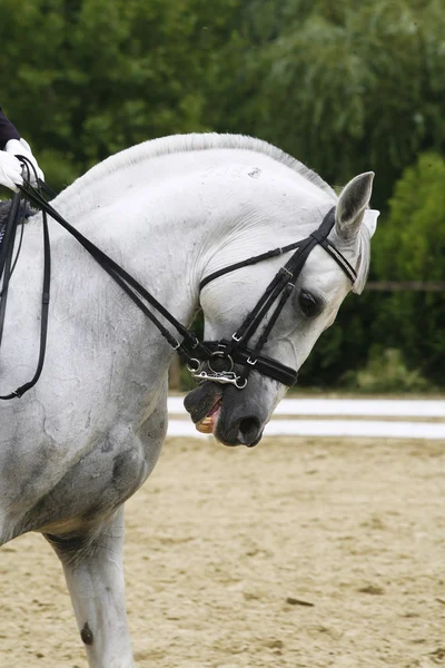 Cabeza de un caballo deportivo de doma gris en acción — Foto de Stock