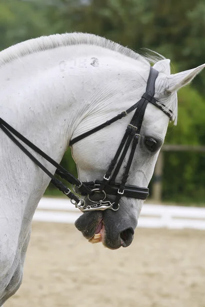 Retrato vista lateral de un hermoso caballo de doma gris durante el trabajo — Foto de Stock