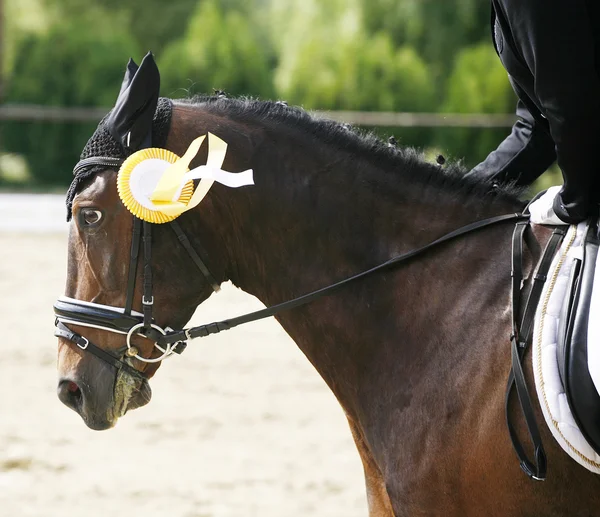 Cabeça de um belo cavalo premiado na arena — Fotografia de Stock