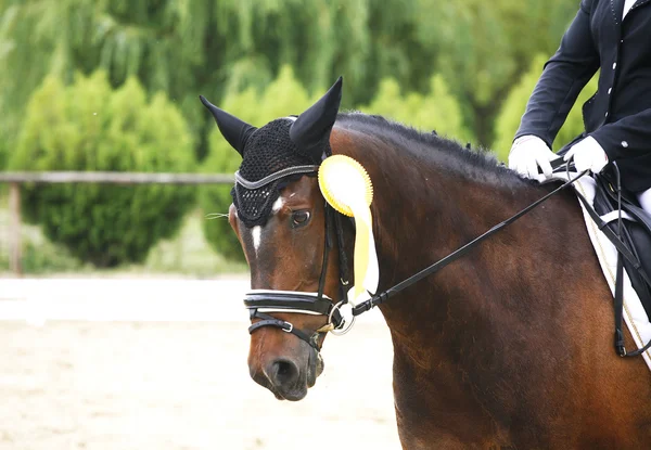Fiirst prize rosette on a dressage horse's head — Stock Photo, Image