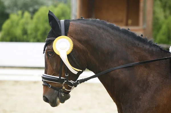 Primer premio roseta en la cabeza de un caballo doma — Foto de Stock