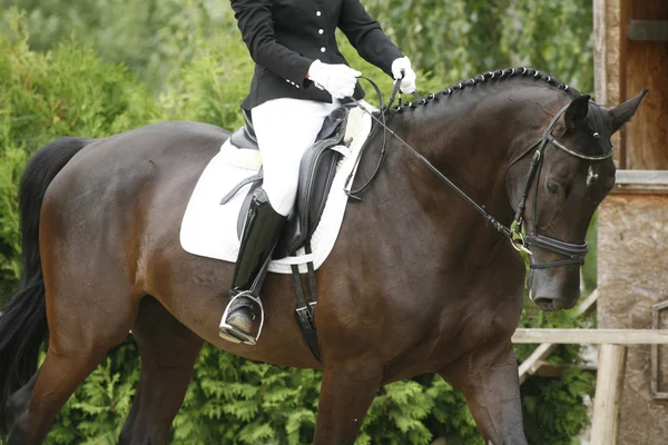 Unbekannter Reiter sitzt auf einem Dressurpferd — Stockfoto