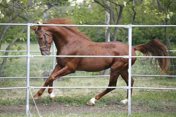 Jonge volbloed paard van de kastanje in actie zomer buiten — Stockfoto