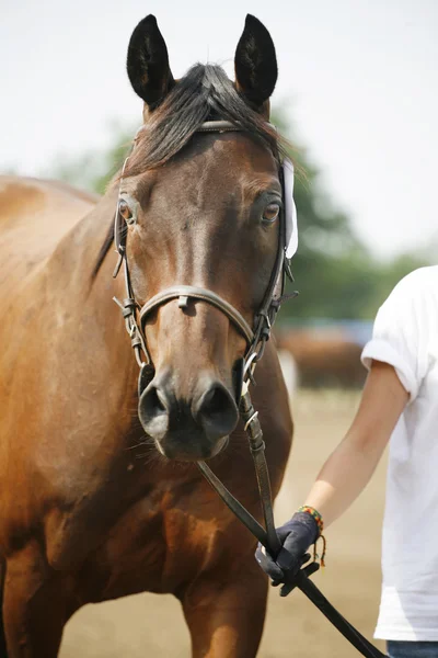 Head shot of a thoroughbred horse — Stock Photo, Image