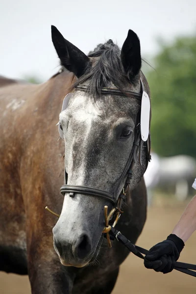 Головний укол сірого чистокровного коня-ліпізатора — стокове фото