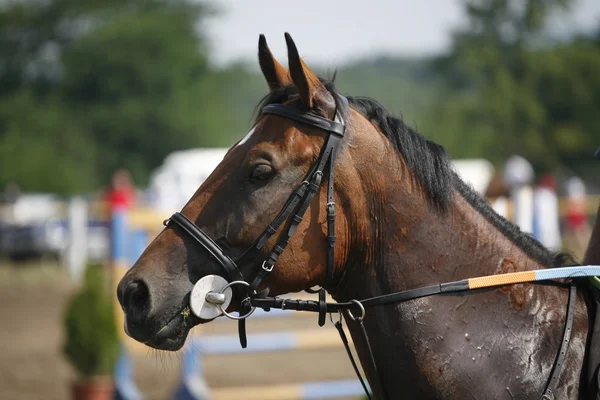 Портрет спортивного коня-джакера під час змагань — стокове фото