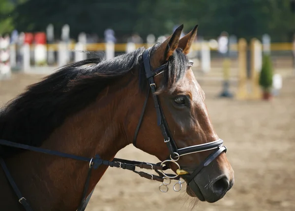 Head shot of a beautiful purebred show jumper horse — Stock Photo, Image