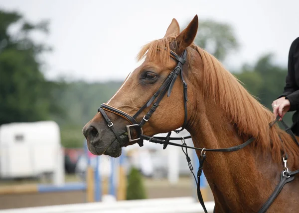 Head shot med en vacker renrasig visar jumper häst i aktion — Stockfoto