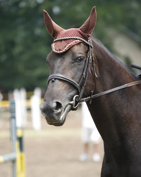 Portret Pokaż bluzy sportowe konia podczas konkurencji — Zdjęcie stockowe