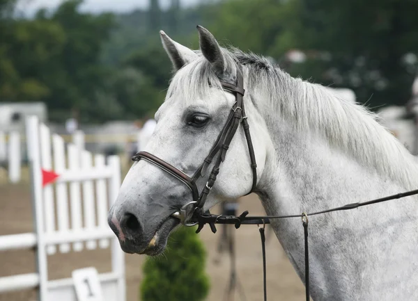 Retrato de um show jumper esporte cavalo durante a competição — Fotografia de Stock