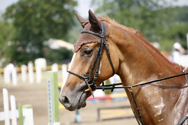 Tiro de cabeça de um belo cavalo jumper show de raça pura em ação — Fotografia de Stock