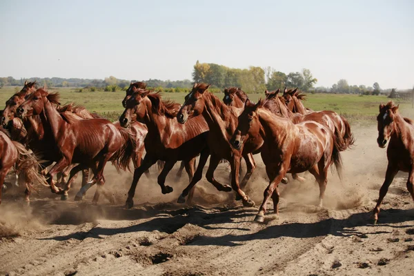 Manada de cavalos correndo pelo verão deserto — Fotografia de Stock