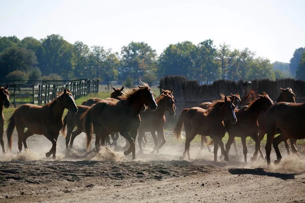 Manada de caballos galopando por el rancho al atardecer — Foto de Stock