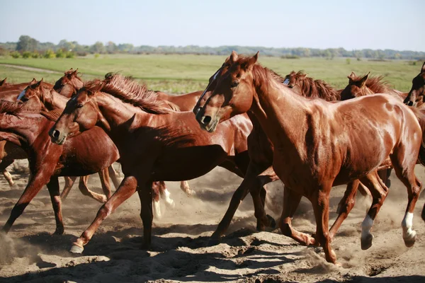 Manada a galopar pelo deserto a levantar a poeira — Fotografia de Stock