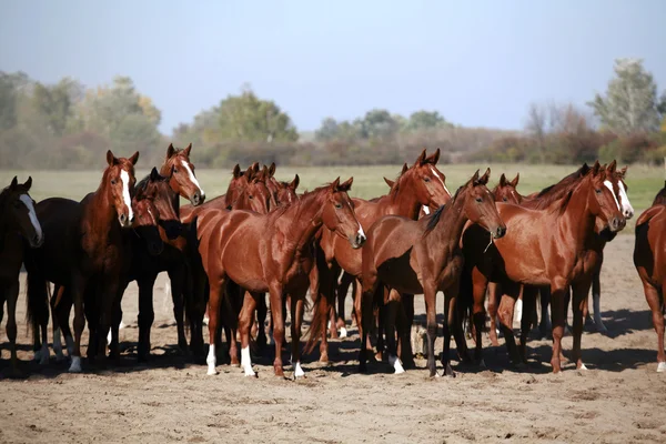 Paisagem de um rancho de cavalos durante um belo dia de verão — Fotografia de Stock