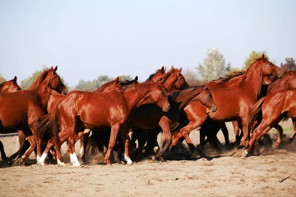Le troupeau galopant à travers le désert jetant la poussière — Photo