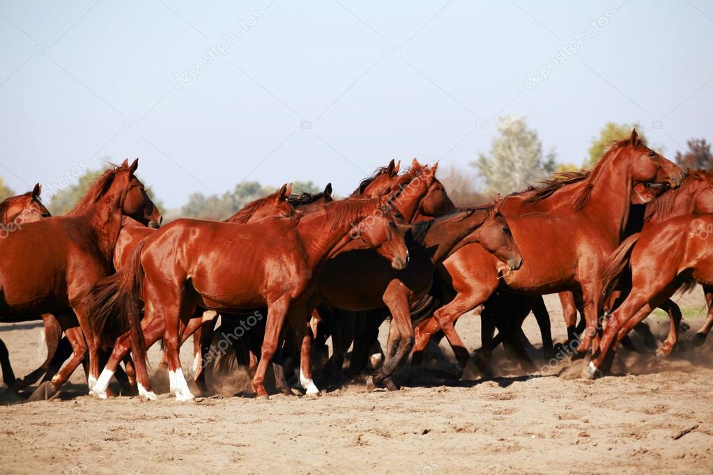 Herd galloping across the desert kicking up the dust