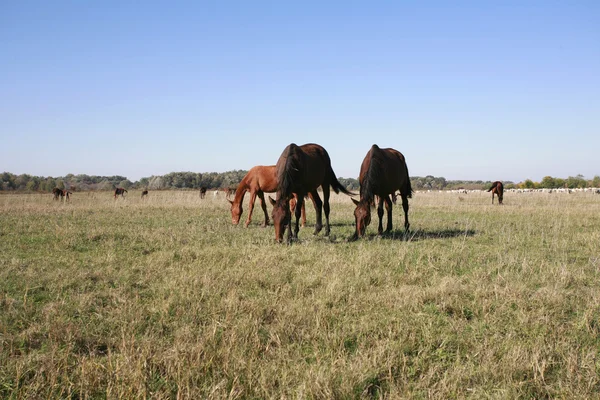 Beslag van Hongaarse grijs steppe vee grazen op weide — Stockfoto