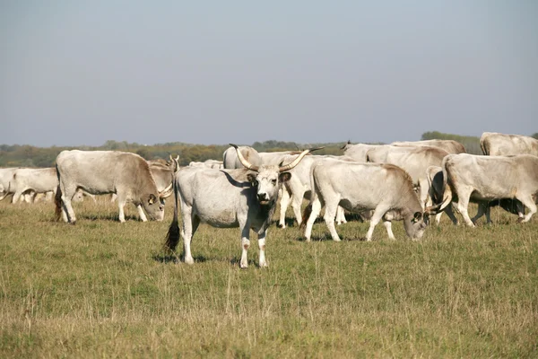 Mandria di bovini steppa grigia ungherese al pascolo sul prato — Foto Stock