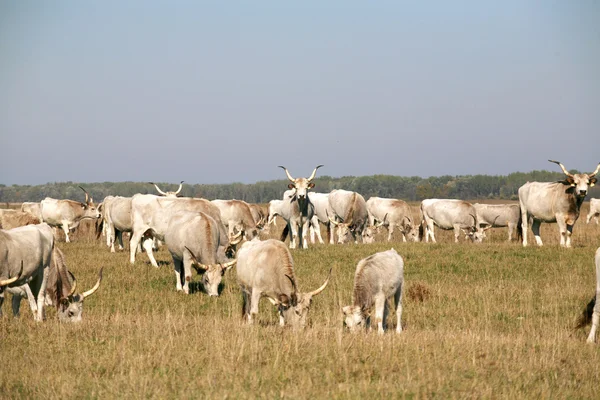 Mandria di bovini steppa grigia ungherese al pascolo sul prato — Foto Stock