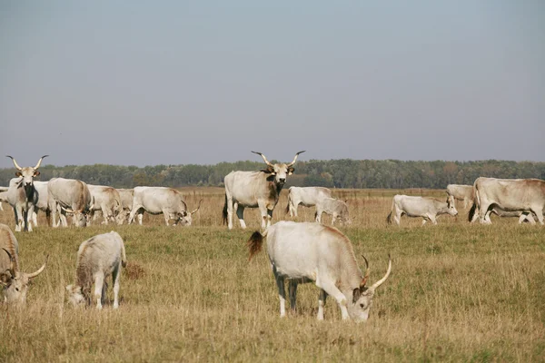 Węgierskie szare bydła krowy z cieląt wypasu na pastwiskach lato — Zdjęcie stockowe