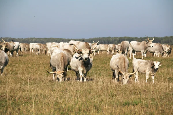 Stado bydła węgierskich stepów szary pasące się na łące — Zdjęcie stockowe