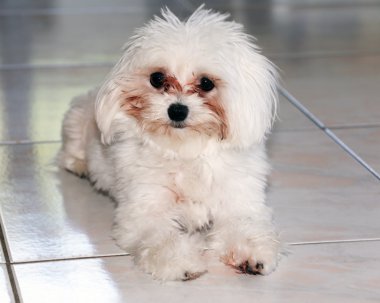 Yakın çekim doğurmak-in Malta köpeği vurdu.