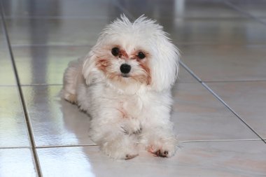 Yakın çekim doğurmak-in Malta köpeği vurdu.