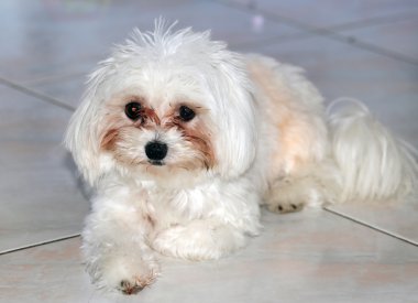 Yakın çekim doğurmak-in Malta köpeği vurdu.