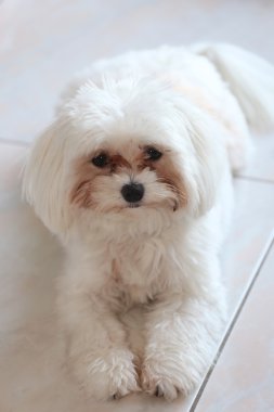 Yakın çekim doğurmak-in Malta köpeği vurdu.