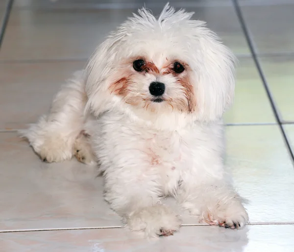 Close-up shot of breed the maltese dog — Stock Photo, Image