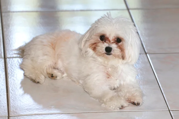 Close-up shot of breed the maltese dog — Stock Photo, Image