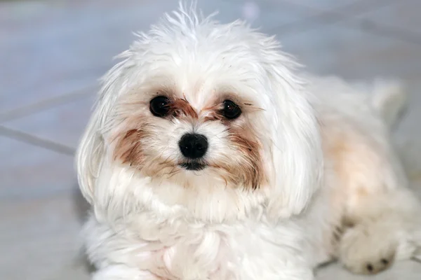 Close-up shot van ras de maltese hond — Stockfoto