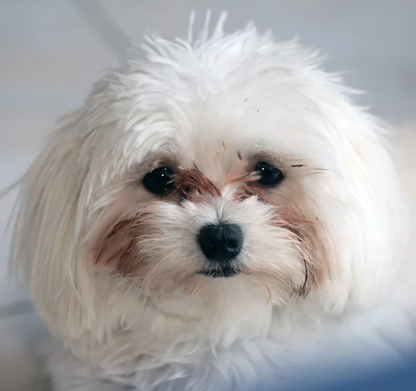 特写镜头的犬种马尔济斯犬 — 图库照片