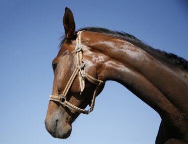 Yan görünümü güzel bir at portresi
