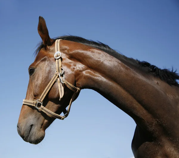 Mavi gökyüzü yaz karşı safkan bir aygır kafa vurdu