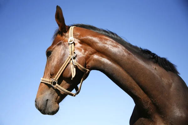 Vista laterale ritratto di un bel cavallo — Foto Stock