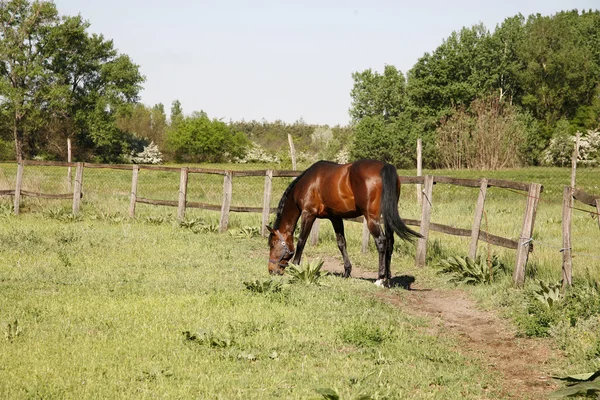 Bellissimo cavallo di razza al pascolo nel prato estivo — Foto Stock