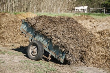 Close-up of horse manure mixed with hay on a horse farm 