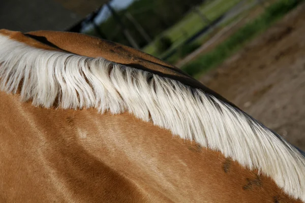 Mane branco especial em um cavalo de raça pura de cor marrom ligh — Fotografia de Stock