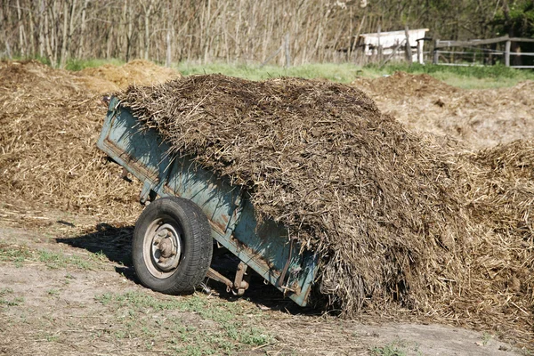 Primo piano del letame di cavallo mescolato con fieno in un allevamento di cavalli — Foto Stock