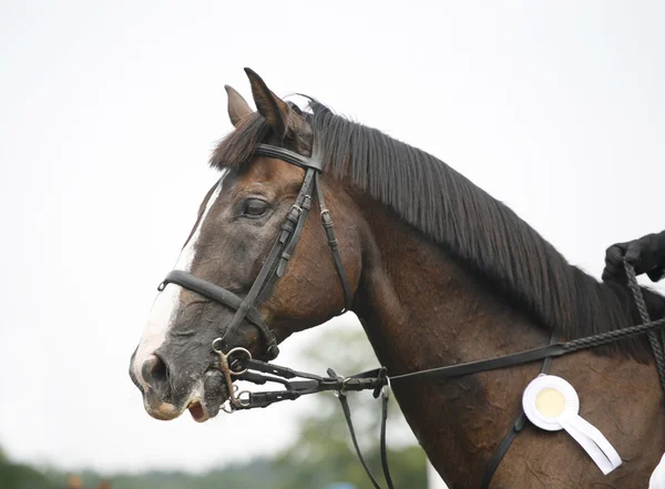 Retrato vista lateral de un hermoso caballo de doma gris con roseta con jinete — Foto de Stock
