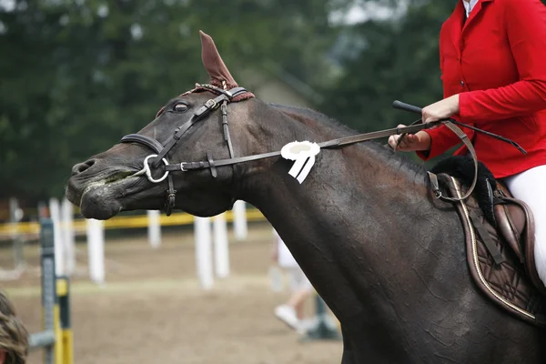 Boční pohled portrét krásné šedé drezurní koně s roset — Stock fotografie