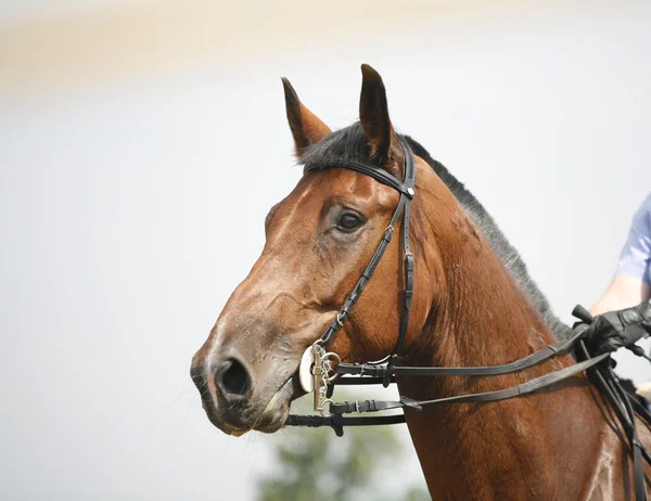 Fej-shot a verseny alatt Térkép ugró ló zsoké — Stock Fotó