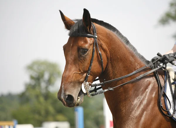 Head-shot show můstků koně během soutěže s žokej — Stock fotografie
