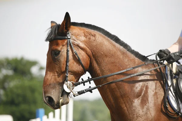 ヘッド ショットとの競争の間にショーのジャンパーの馬の騎手します。 — ストック写真