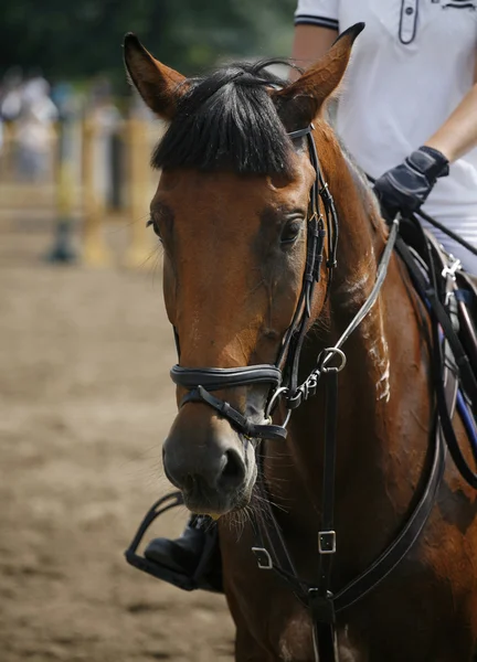 Cabeza-tiro de un caballo saltador espectáculo durante la competencia con el jinete — Foto de Stock