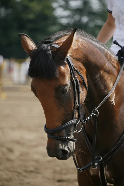 Rosto de um belo cavalo de corrida de raça pura na competição de salto — Fotografia de Stock